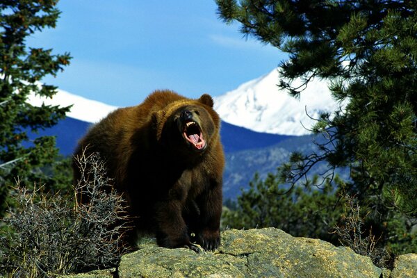 The brown bear opened its mouth wide