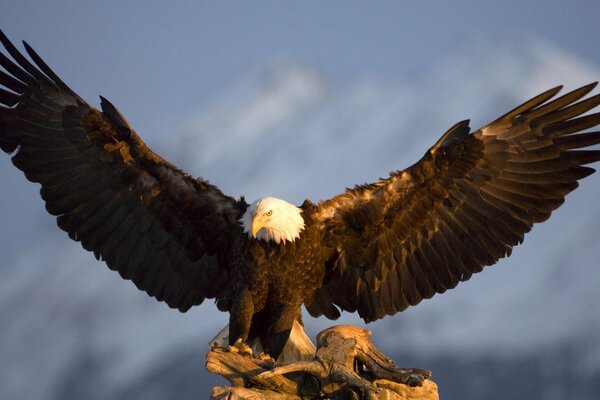 A huge eagle spread its wings