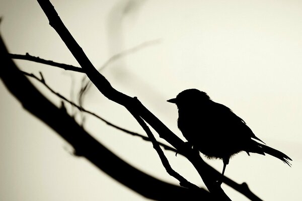 Schwarze Silhouette eines Vogels auf einem Ast