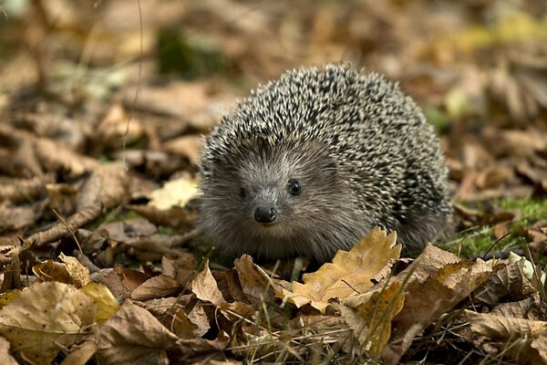 Hedgehog on autumn fallen leaves