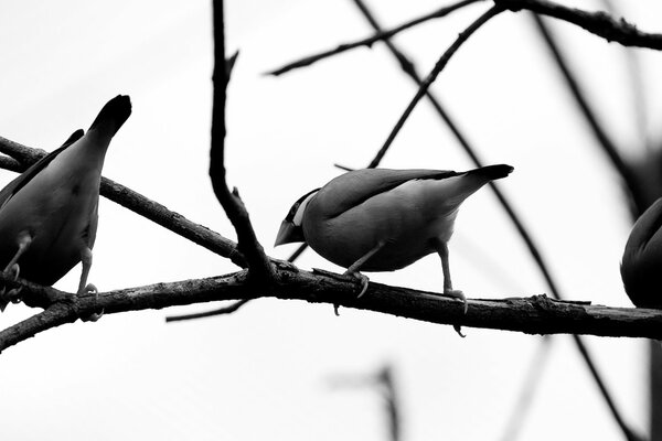 Birds on a branch in black and white