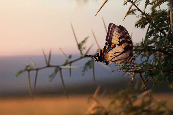 La mariposa se agachó para descansar en una rama