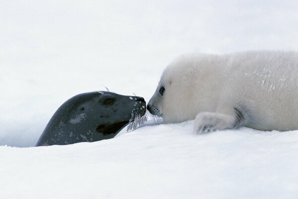 Maman et bébé phoques dans la neige. Gentiment