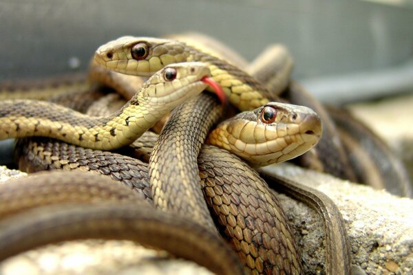 Un serpent mince montre la langue dans le Serpentarium