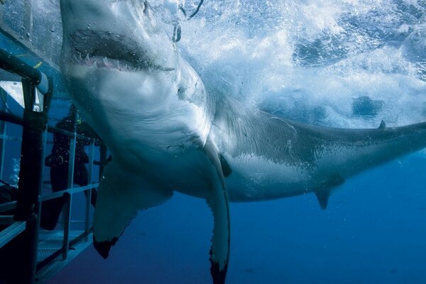 A white shark got into a cage