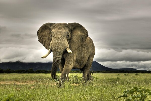 Слон идущий по траве в пасмурную погоду