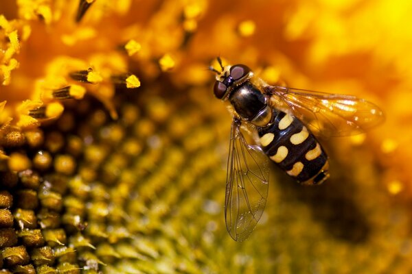 Abeille closeup sur tournesol