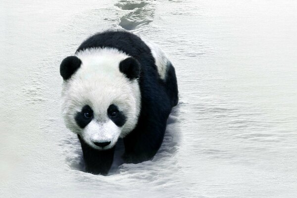 Ein Panda schleicht sich durch den Schnee