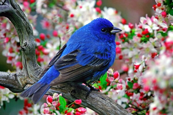 The bird is blue in bright colors