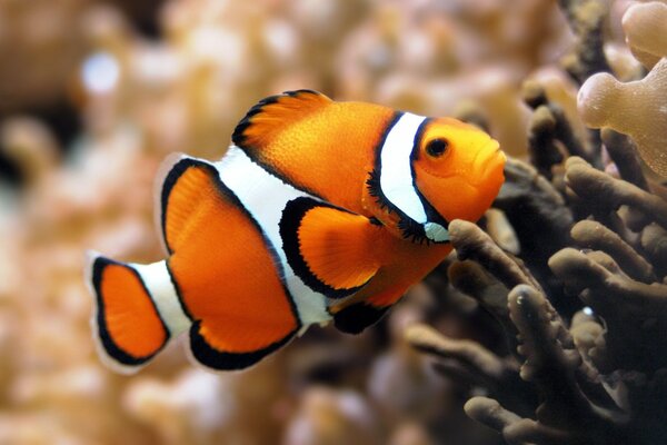 Los peces de mar limpian sus escamas