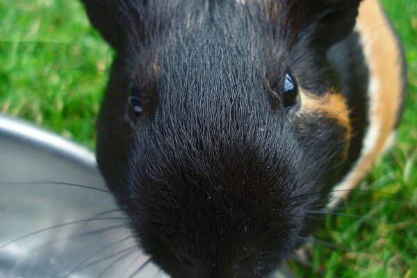 Guinea pig outdoors