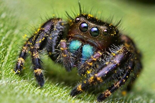 Four-eyed Australian spider sitting on the grass