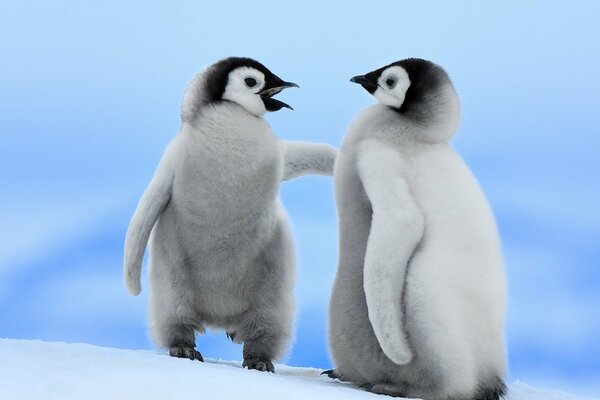 Ein Paar Pinguine im schneeweißen Schnee