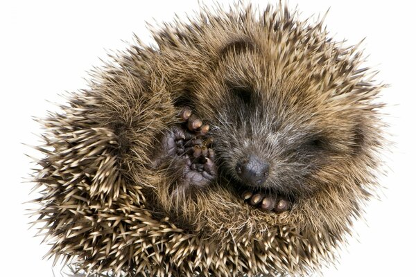 The little hedgehog curled into a ball