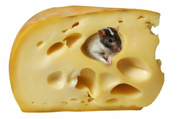 Souris dans son propre fond blanc et fromage