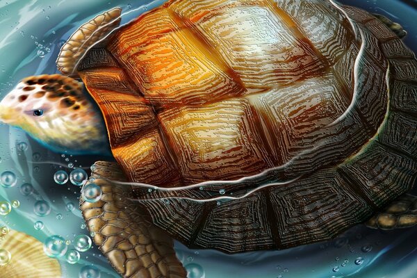 Drawing of a turtle in the water with shells