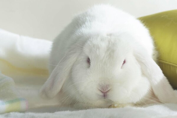 The long-eared rabbit lies near the pillow