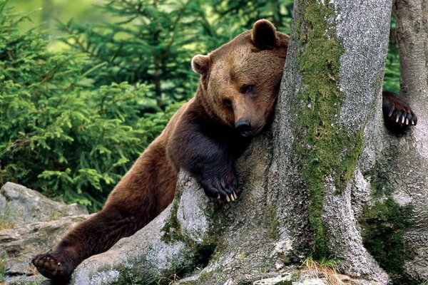 Teddybär umarmt einen Baum vor dem Hintergrund eines Tannenbaums