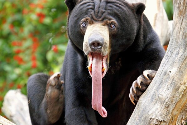 The bear shows his tongue. Animal humor