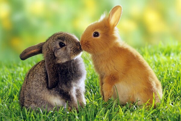 Baby rabbits kissing on the grass