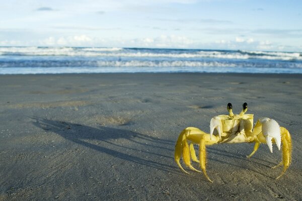 Crabe jaune sur la plage de sable