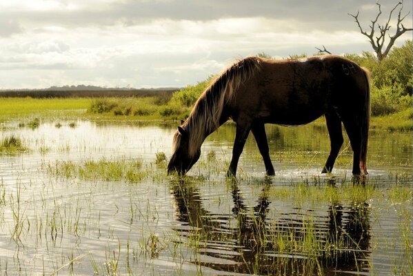 Horse by the river, drinking water