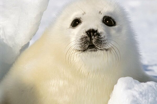 Cachorro de foca. Foto de invierno