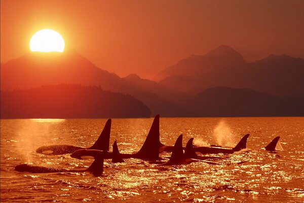Killer whales swim over the sunset