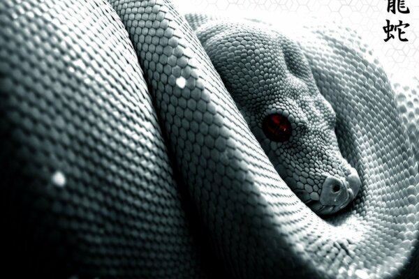 Image of snake eyes and scales