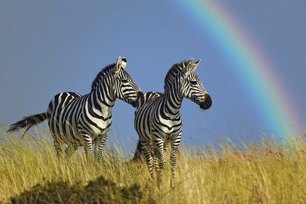 Due zebre sul prato ammirano l arcobaleno