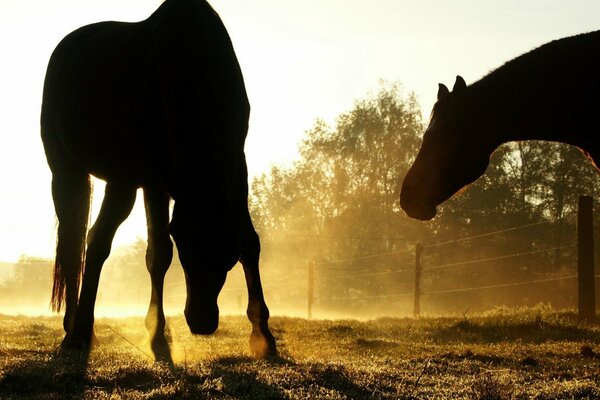 Лошади на траве в тени из-за яркого солнца