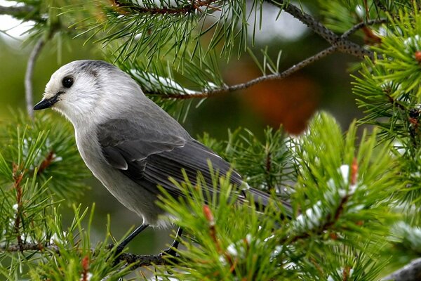 Moineau gris de montagne sur une branche