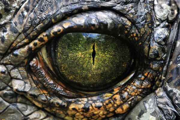 Reptile oeil vert closeup