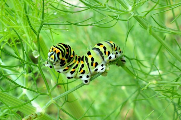 Una oruga multicolor se arrastra sobre la hierba verde