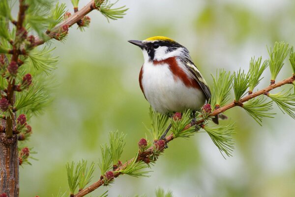 El pájaro se sienta en la rama de un árbol de coníferas