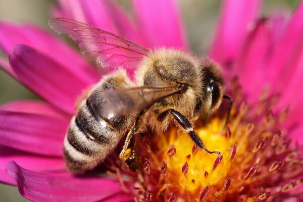 A bee collects nectar from a flower