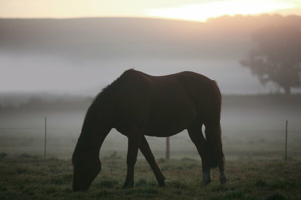 Cheval sur le pâturage matin brumeux