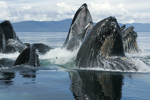 Whales in the sea against the background of mountains