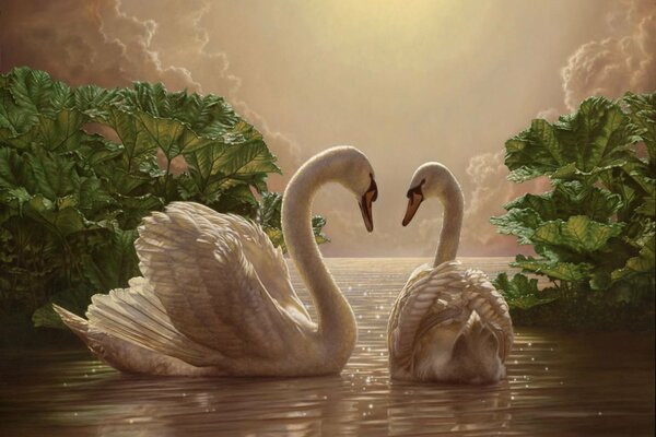 Романтическая пара лебедей на озере