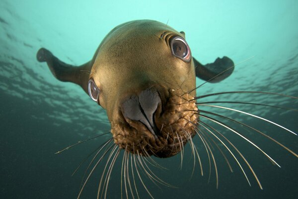 A navy seal looks at you in the water