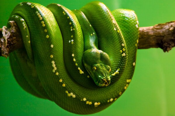 Serpente verde su deoeve6, clubrk