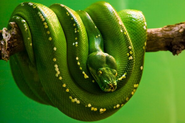 Zielony wąż na deoeve6, klubrk