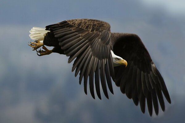La mirada de un águila durante el vuelo o la caza