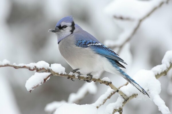 Winter bird on a branch