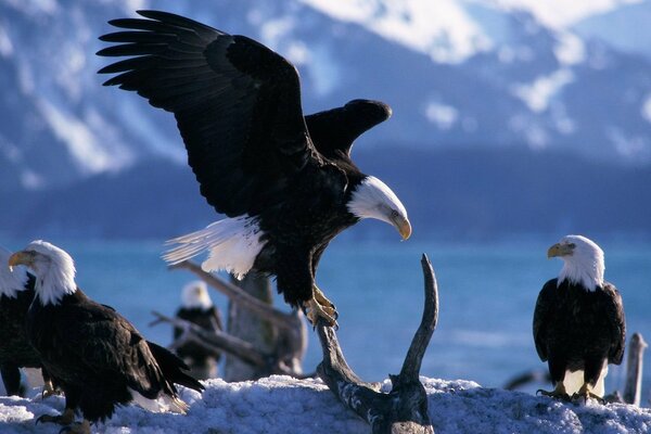 L Aquila dell uccello di montagna si siede accanto ad altri uccelli