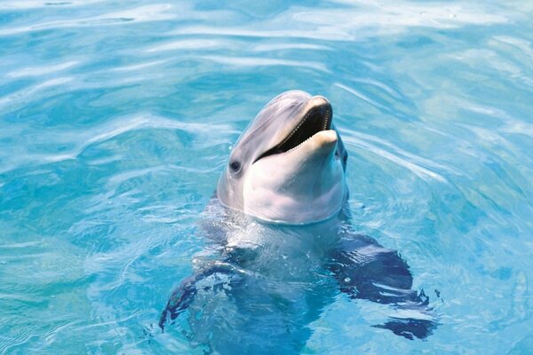 Un delfín sonriente en el agua azul