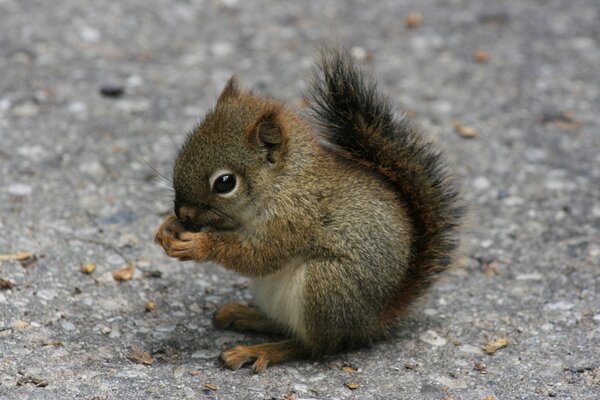 Baby-Eichhörnchen isst etwas