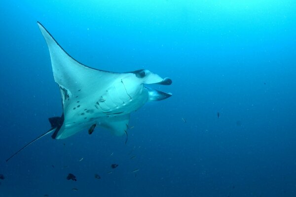 Marine life is a stingray at the depth of the ocean