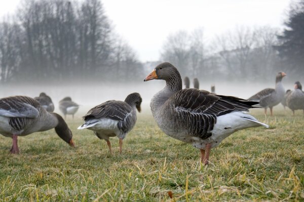 Geese in the autumn fog in a clearing