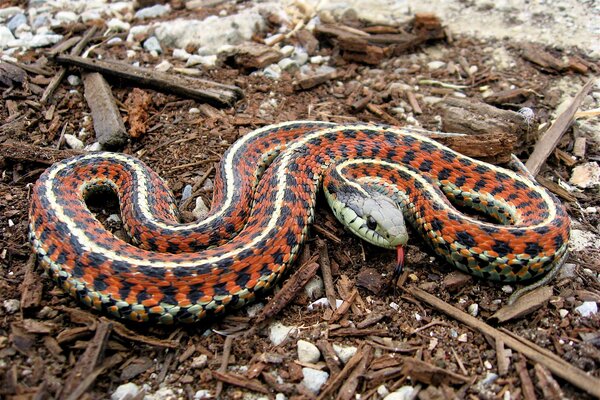 Serpente luminoso con la lingua sporgente